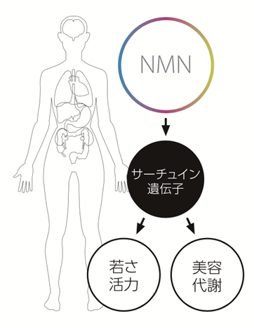 NMNがサーチュイン遺伝子に作用することを模式的に表した図